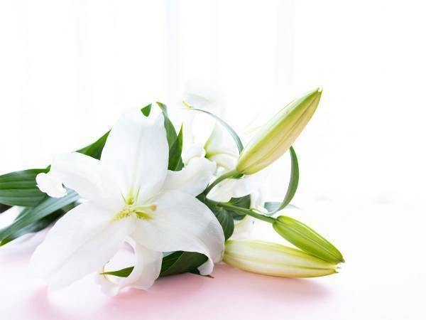 【１１９歳】世界最高齢・田中カ子さんが逝去　旅立ちに「憧れの人」「お疲れ様でした」