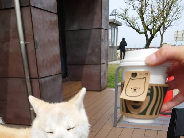 スタバでひと休みした飼い主　受け取ったカップを見ると？