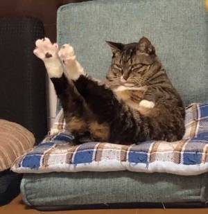 後ろ脚をピンと伸ばす猫　猫らしからぬ姿に「秘密のダイエット中？」の声