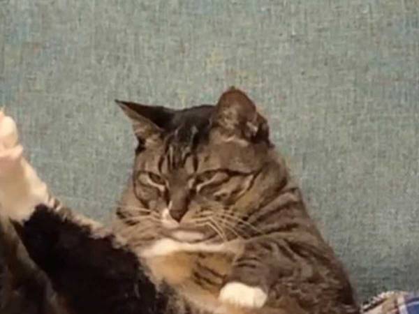 後ろ脚をピンと伸ばす猫　猫らしからぬ姿に「秘密のダイエット中？」の声