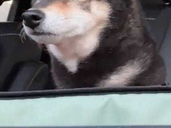 助手席に座った犬　数秒後の様子に「人間と同じか…！」「幸せな気持ち」