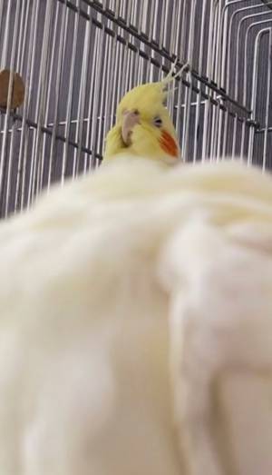 飼い主「雑な切り取りをしたみたい」　オカメインコの写真に「吹いた」