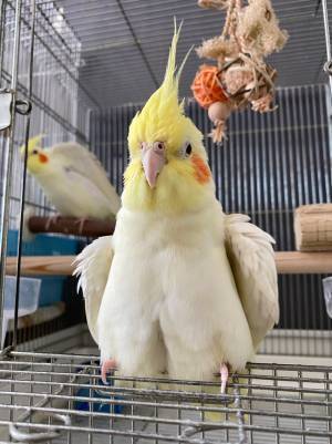 飼い主「雑な切り取りをしたみたい」　オカメインコの写真に「吹いた」