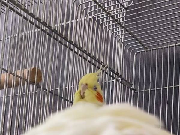 飼い主「雑な切り取りをしたみたい」　オカメインコの写真に「吹いた」