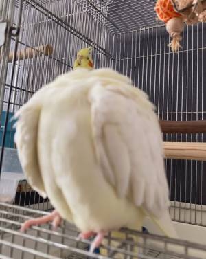 飼い主「雑な切り取りをしたみたい」　オカメインコの写真に「吹いた」