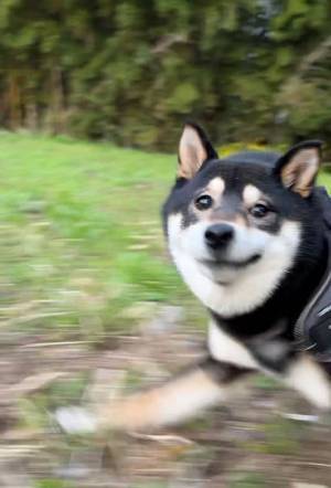 散歩中の柴犬が？　「こんな表情で走れるの？」「笑った！」