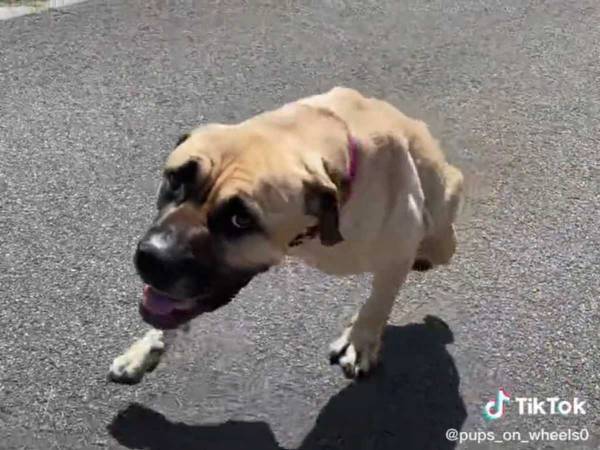 後ろ脚を失った犬　２本の脚で楽しそうに歩く姿に　「この犬はファイターだ」