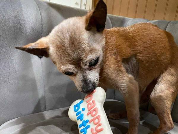 世界最高齢？　誕生日を祝ったチワワの年齢に驚きの声　「レジェンドだ！」
