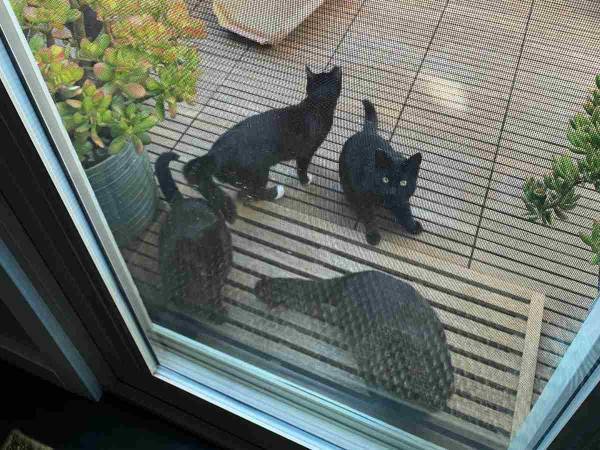 猫を飼ったことがない女性の家が、野良猫のたまり場に？　理由にほっこり