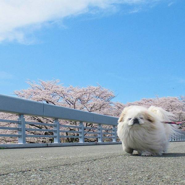 飼い主『風ニモマケズ』　風になびく犬の姿にキュン！