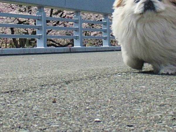 飼い主『風ニモマケズ』　風になびく犬の姿にキュン！