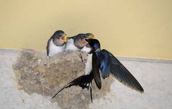 ツバメの姿を見たい　親ツバメが、赤ちゃんツバメにエサをやる早技は美しく見事なもの