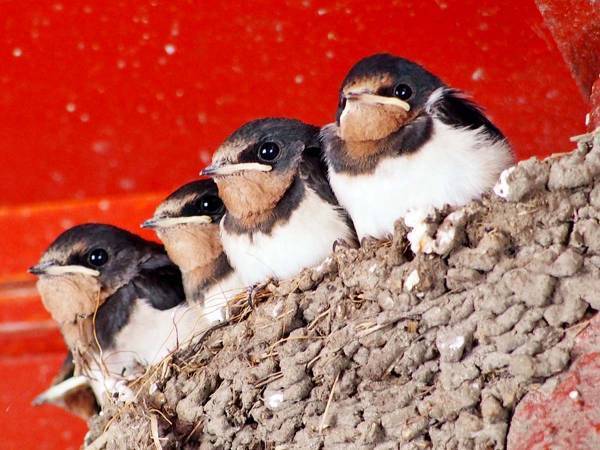 ツバメの姿を見たい　親ツバメが、赤ちゃんツバメにエサをやる早技は美しく見事なもの