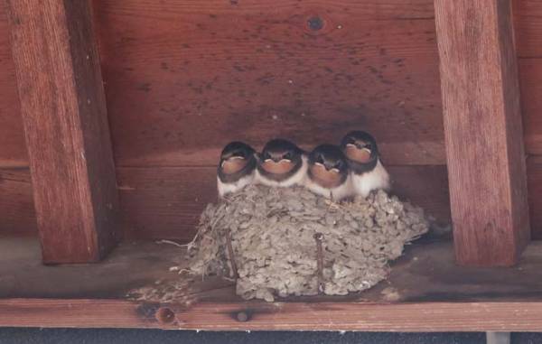 ツバメの姿を見たい　親ツバメが、赤ちゃんツバメにエサをやる早技は美しく見事なもの