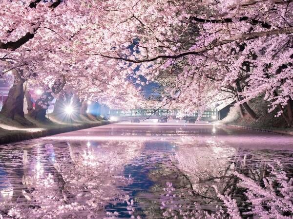 桜を写した１枚が美しすぎる！　鏡のように反射する水面に驚きの声
