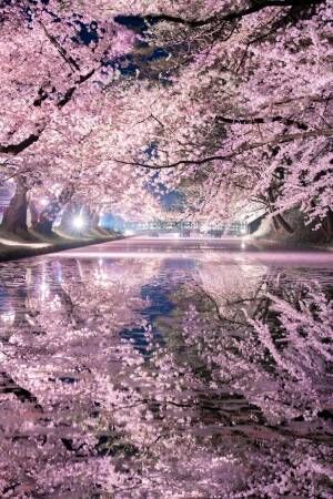 桜を写した１枚が美しすぎる！　鏡のように反射する水面に驚きの声