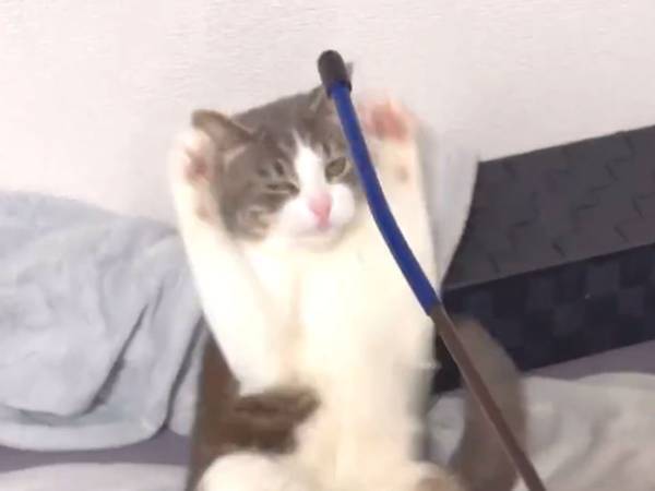 おもちゃで遊ぶ猫　数秒後、まさかのハプニング　「めちゃくちゃ可愛い」「ジワジワくる」