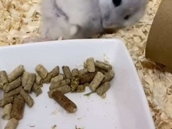 回し車で走るハムスター　オチに「吹いた」「奇跡のショットだ」