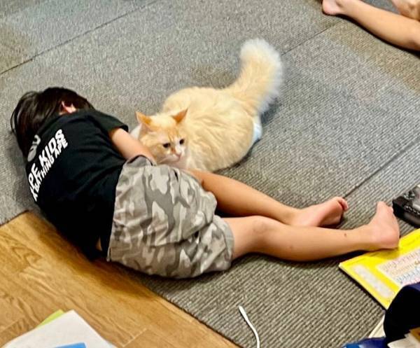 「子供たちが帰ってきた途端、猫がコレ」　癒しの光景に、１２万『いいね』！