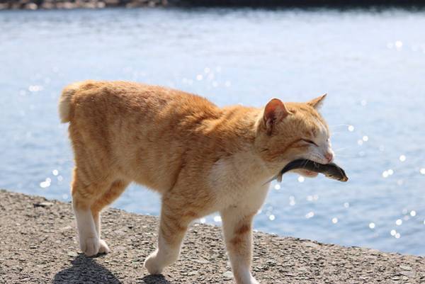 「めっちゃ笑った」「ほ、本物だ…！」　『お魚くわえたドラ猫』が得意げな理由は？