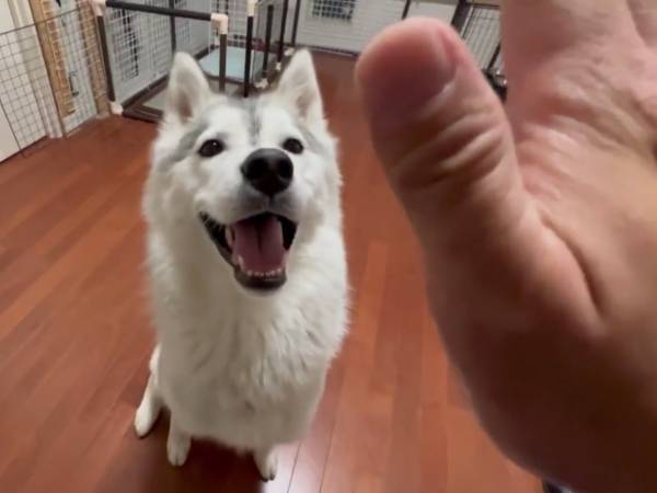 「違う、そうじゃない」　シベリアンハスキーの『アゴ乗せチャレンジ』に吹き出す！