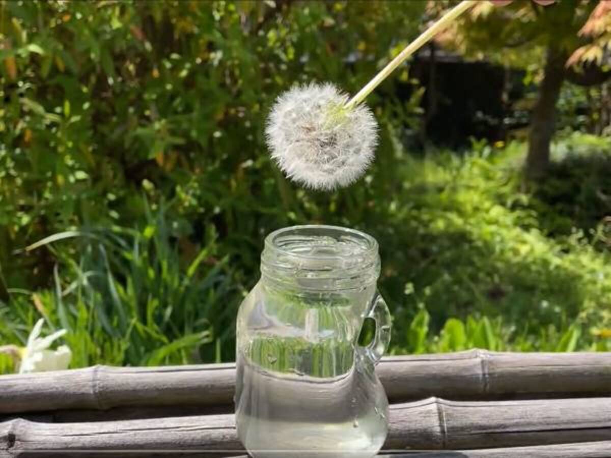 タンポポを水に浸けると 驚きの結果に え 知らなかった すげー 22年4月28日 ウーマンエキサイト 1 2