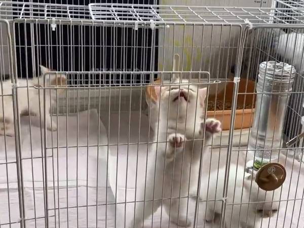 子猫の『脱走防止策』をとった飼い主　５分後の展開に「SASUKEかよ！」「強すぎて笑った」