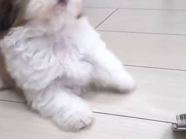 「この…！許さないぞ…！」　子犬が、ケンカを売る相手は？