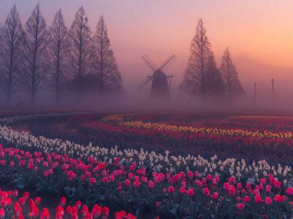 朝もやに包まれたチューリップ畑　その神秘的な景色から目が離せない！