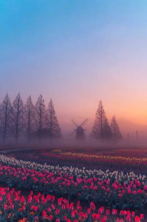 朝もやに包まれたチューリップ畑　その神秘的な景色から目が離せない！