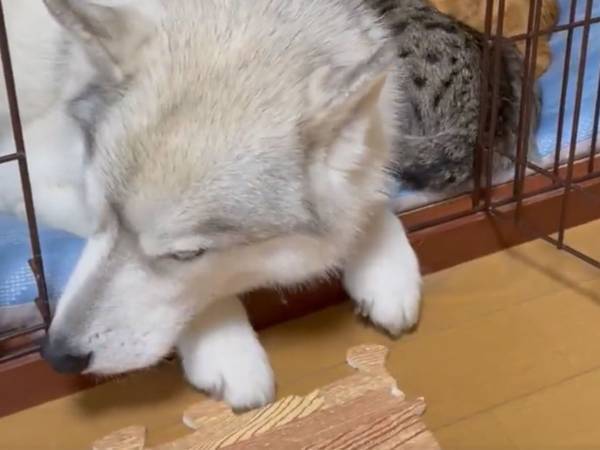 浮かない顔をするシベリアンハスキー　その理由が…こちら