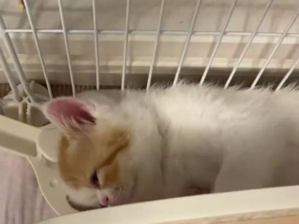 「ドッキリ映像ですね！」「かわいい～」　飼い主を驚かせた、子猫『あるある』