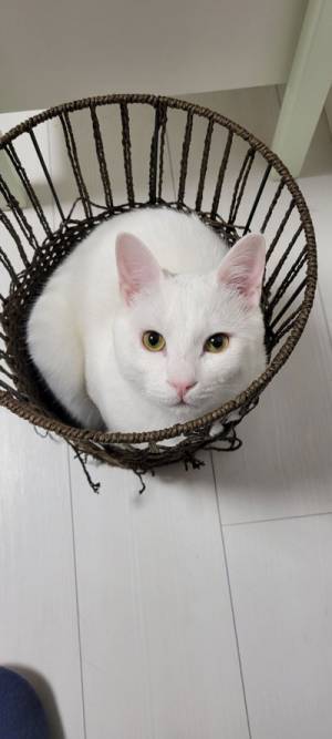 「突然屈強で笑った」　猫の変貌ぶりに、１２万人が爆笑