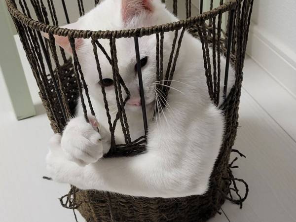 「突然屈強で笑った」　猫の変貌ぶりに、１２万人が爆笑