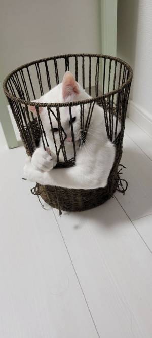 「突然屈強で笑った」　猫の変貌ぶりに、１２万人が爆笑