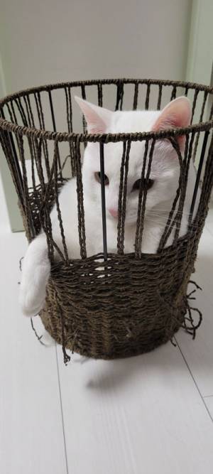 「突然屈強で笑った」　猫の変貌ぶりに、１２万人が爆笑