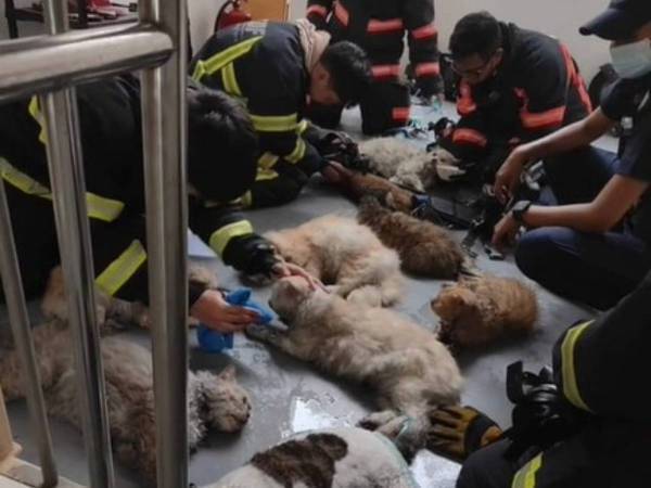 火災の現場を写した１枚に反響　意識のない猫たちに消防士が…　「ありがとう」