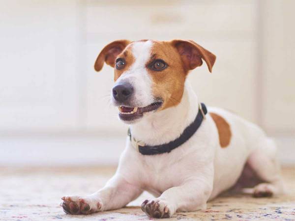 お菓子をもらえると期待していた犬　次の瞬間？　「笑いが止まらない」