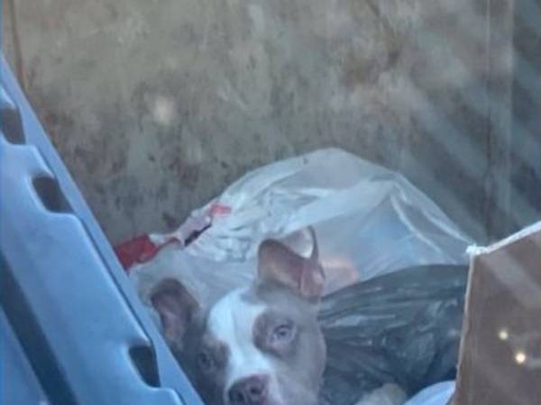 なんてひどいことを…　集合住宅のゴミ箱から見つかったのは　「残酷だ」