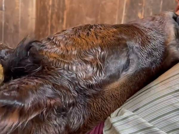 「２５秒ください。絶対笑います」　馬の動画に「吹いた」