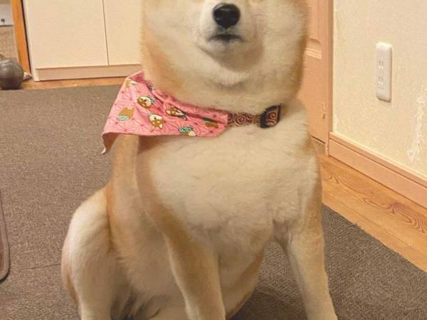 柴犬が見せた『わる～いお顔』に「クセになりそう」「３枚目がたまらん」