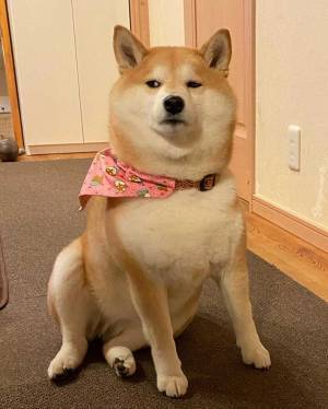 柴犬が見せた『わる～いお顔』に「クセになりそう」「３枚目がたまらん」