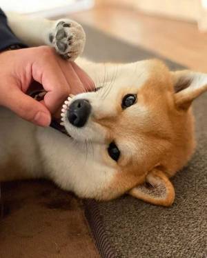 柴犬が見せた『わる～いお顔』に「クセになりそう」「３枚目がたまらん」