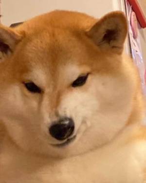 柴犬が見せた『わる～いお顔』に「クセになりそう」「３枚目がたまらん」