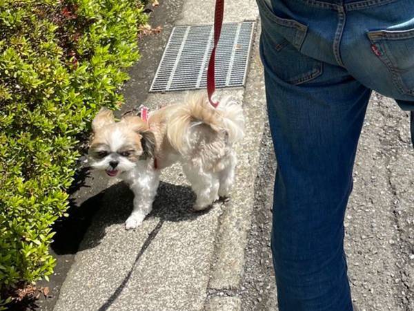 散歩に出たことを『後悔』　理由に「笑った」「ちょっと恥ずかしい」