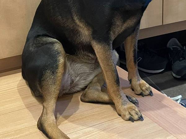 散歩に行けずがっかり　「それならば…」と考えた、犬の『作戦』に笑う！