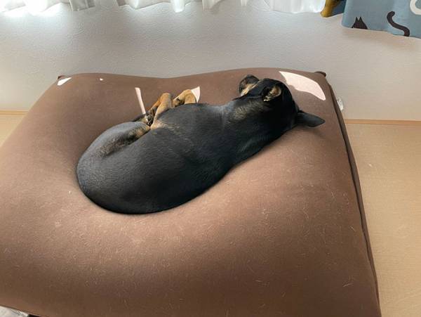 散歩に行けずがっかり　「それならば…」と考えた、犬の『作戦』に笑う！