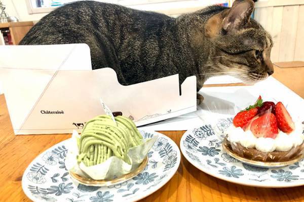 「はみ出てない？」　ケーキの箱に入った猫、上から見てみると…？