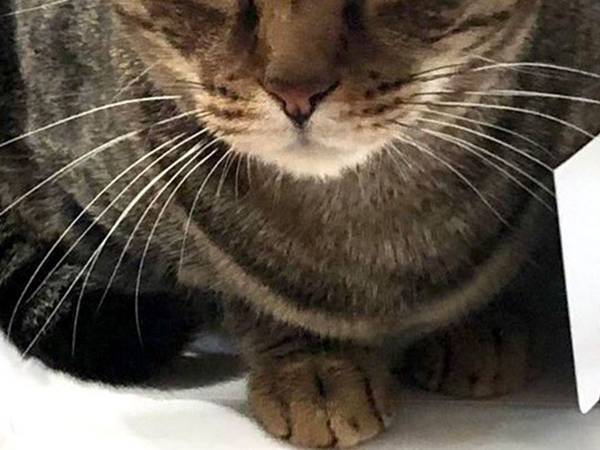 「はみ出てない？」　ケーキの箱に入った猫、上から見てみると…？