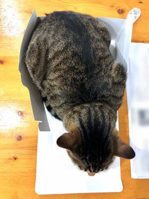 「はみ出てない？」　ケーキの箱に入った猫、上から見てみると…？